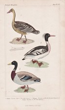Greylag goose Graugans Mittelsäger Vögel birds Lithographie Cuvier 1835