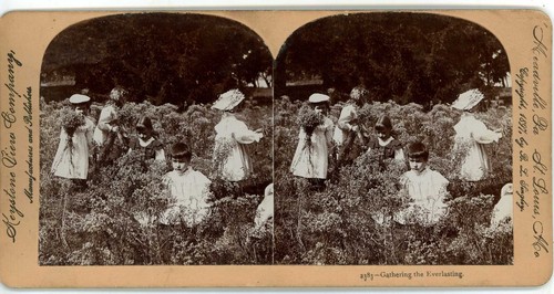 Children in White Gathering Everlasting Keystone Stereoview 1897 - Afbeelding 2 van 5