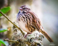 Song Sparrow Pose by Joseph Fisher Fine Art Print Wildlife Bird Nature 22x27
