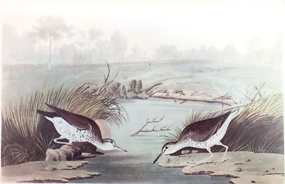 Spotted Sandpiper 1942 Lithograph Book Print Audubon Bird Common Tern