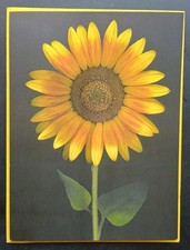 Funny Birthday Card