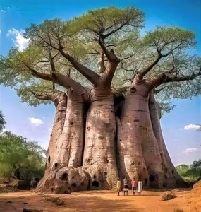 Baobab Plant | eBay
