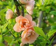 Cameo Flowering Quince 1 Live Plant 3.5 Inch Pot