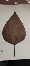 3 pressed leaves from 1970's