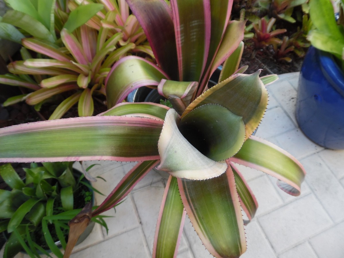 Billbergia RALPH GRAHAM FRENCH Bromeliad one tropical plant