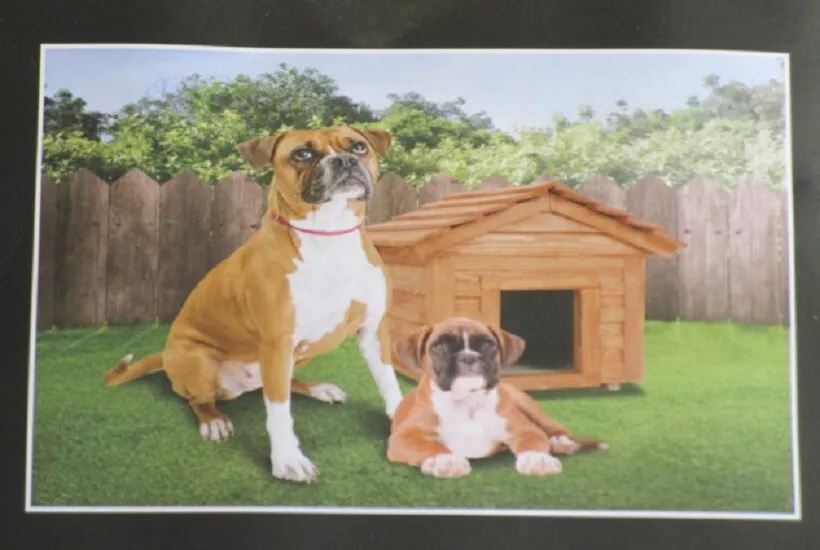 New Boxer Fleece Throw Gift Blanket Breed Boxers Guard Dog Puppy Brindle SOFT