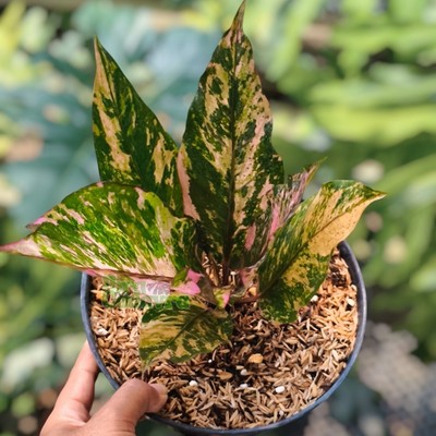 Anthurium Hokeri Pink Variegated Rare Plant