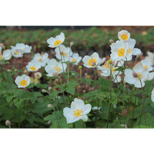 Anemone x japonica 'Honorine Jobert' - Garten-Herbst-Anemone 'Honorine Jobert' -
