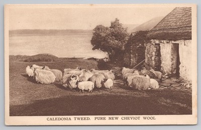 Werbe Postkarte Caledonia Tweed Maenson Kleidung Cheviot Wolle Schafe Schottland