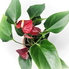 Anthurium Red live plant rare indoor houseplants in 4 inch pot
