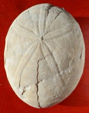 OURSIN FOSSILE DU PAYS BASQUE , ECHINOLAMPAS