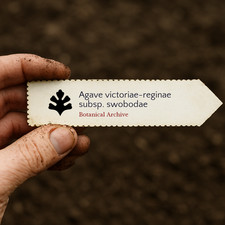 Agave victoriae-reginae subsp. swobodae SEEDS - Queen Victoria agave | Royal aga