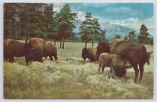 Animal~Buffalo Or Bison Herd In Prairie~Old West~Plastichrome~Vintage Postcard