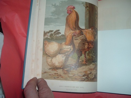 POULTRY BOOK WINGFIELD & JOHNSON AND HARRISON WEIR HARDBACK, 324 PAGES HARBACK - Picture 2 of 6