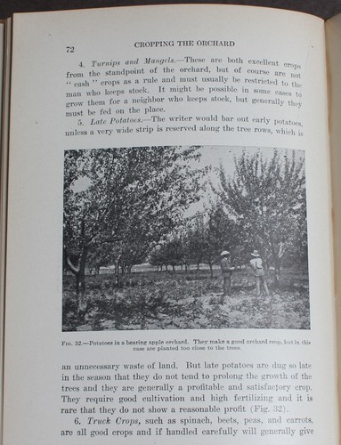 Rare Antique Old Book Orchards 1919 Illustrated Trees Farming Agriculture Garden - Picture 19 of 21