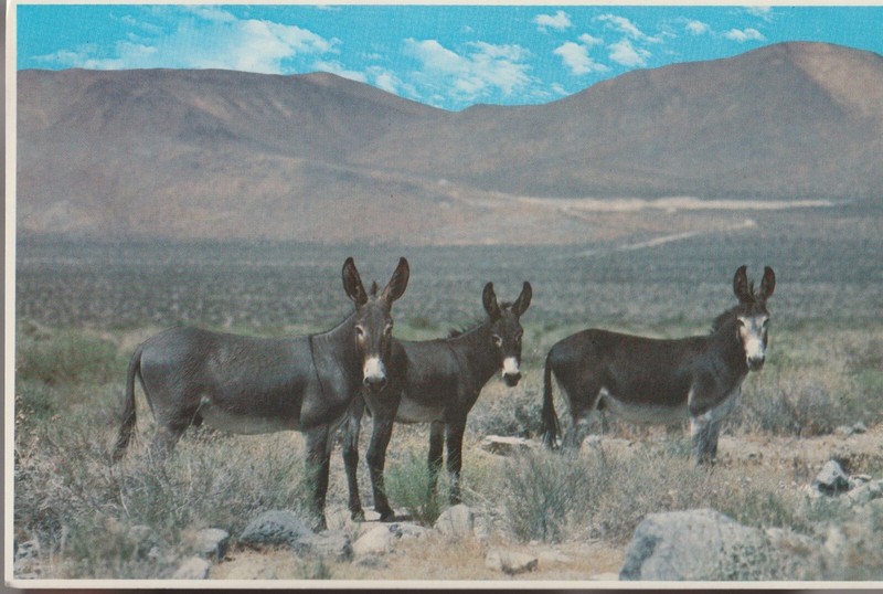 Unposted Vintage Postcard "Wild Burros, Phoenix, Arizona"