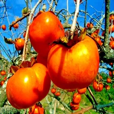 10 JAPANESE PERSIMMON TREE SEEDS (Diospyros Kaki) Asia Hardy Garden Fruit Plant
