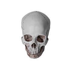 Resin Replica 1:1 Life Human Anatomy Skull Collectable Teaching Decor Human Head