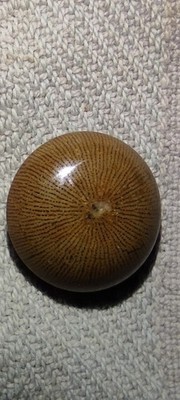 Fossil Korallenschmuck 
