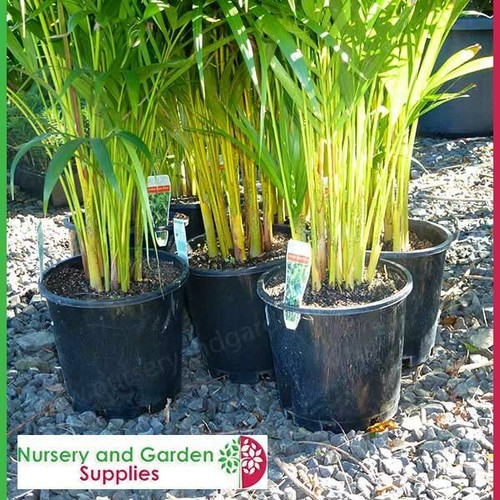 200mm Plant Pot - Pack of 10 Plastic Growers Pot (8") - Garden, Nursery - Picture 4 of 4