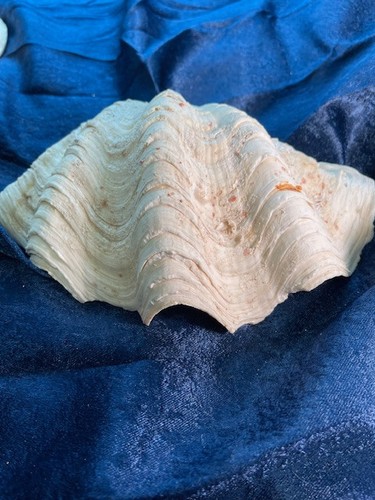 Natural Clam Shell, Tridacna Gigas, 1 lbs 15 oz, 9 x 5.5, unaltered, vtg harv - Picture 3 of 12