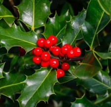 1 bare root Holly Ilex Aquifolium Native Evergreen Hedging Plants, 15-20cm tall