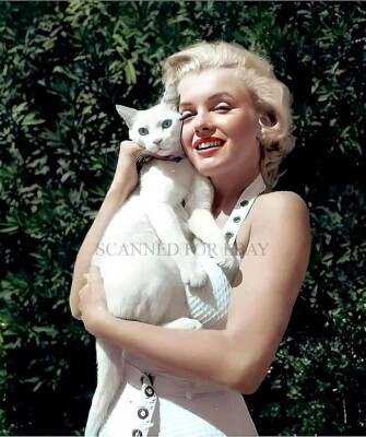Marilyn Monroe white cat photo actress picture nature kitten animal print MM18
