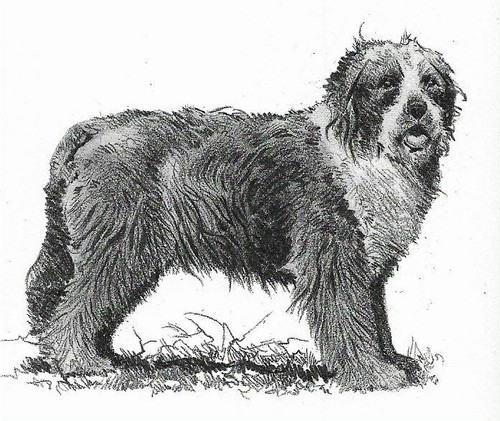 Bearded Collie B/W - CUSTOM MATTED - 1976 Vintage Dog Art Print - Cozzaglio 