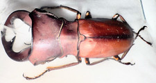 Lucanidae Cyclommatus weinreichei 43mm+ A1 ASEKI PNG - #4486B