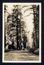 RPPC - MT. BAKER HWY, WASH. road trees * not posted photo postcard