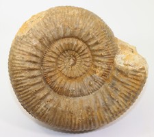 Ammonite, Stephanoceras sp., Jurassic, Bajoc, Evrecy, Calvados, France -f591