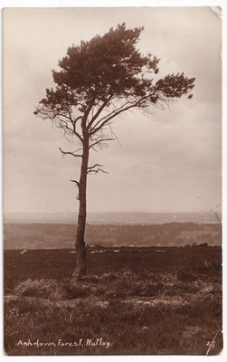 RPPC Ashdown Forest Nutley Sussex Postkarte 1924 H Camburn Wells Serie Baumansicht