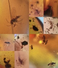 10 pieces authentic Myanmar insect Amber specimen fossil dinosaur age 2.26-17