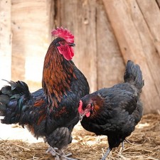 Black Copper Marans Hatching Eggs 10 2