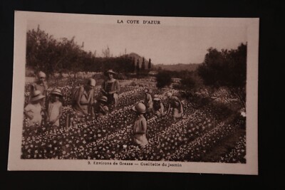 AK: Kostüme der Provence - 9. Cote Azur, Grasse, Cueillette du Jasmin