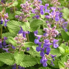 150 LEMON BALM HERB SEEDS ~ heirloomseedguy ~ 2026 ~ NON-GMO