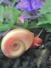 5 PEARL PINK RAMSHORN SNAILS - MIXED SIZE - TANK BREED - AQUARIUM ALGAE EATER