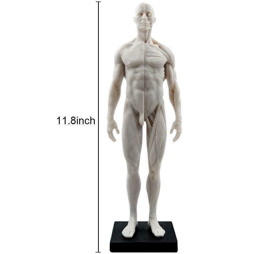 Anatomy Tools 人体模型 約30cm Anatomy Tools 人体模型 約30cm