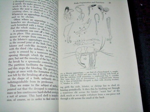 CRUSTACEANS - Imagen 11 de 12