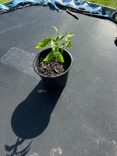 1 X Organic Spanish Lime Live Fruit Tree Ginepa Ginep Plant 12 In In pot quenepa