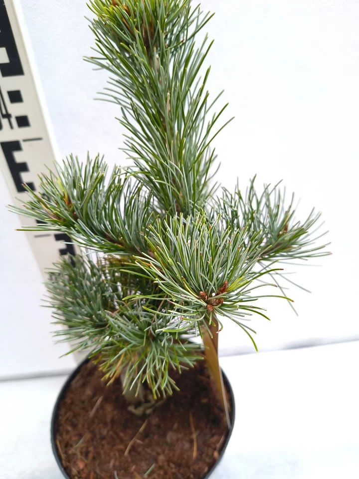 Pinus parviflora Negishi 45–55 cm Japanische Mädchenkiefer Bonsai winterhart - Bild 2 von 4