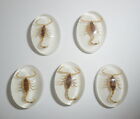 Insect Cabochon Golden Scorpion Oval 18x25 mm on white bottom 10 pcs Lot