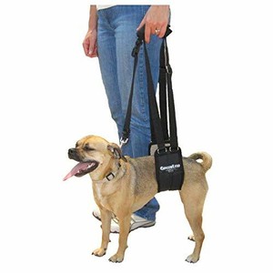 Gingerlead Dog Support Rehabilitation Harness Small Female Sling Help G Ebay