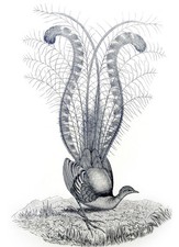 Vintage John Gould Australian Bird Art CANVAS PRINT~ Albert's Lyrebird 16"X12"