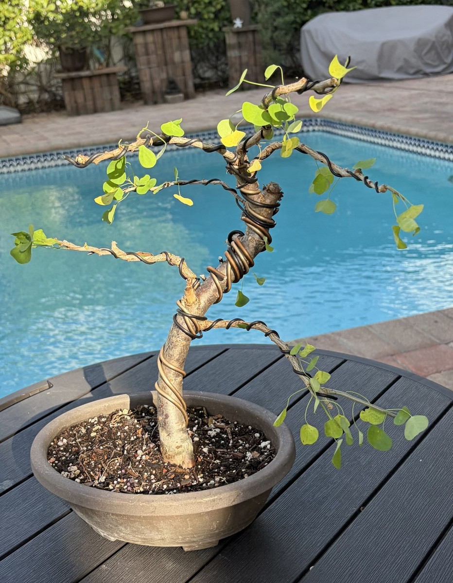 Florida Aspen Shohin Bonsai | eBay