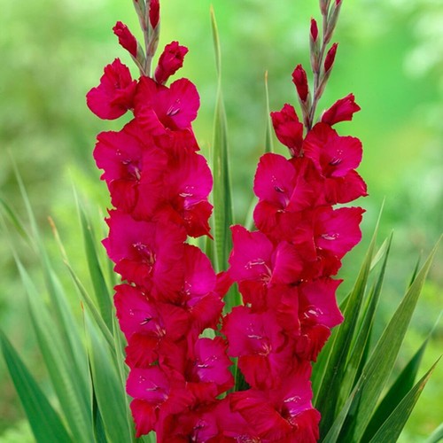 (3) Plum Tart Gladiolus Bulbs | eBay