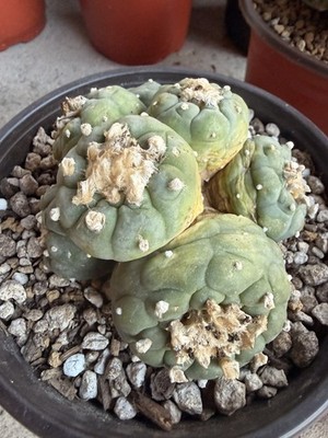 Rare Cactus Cluster 