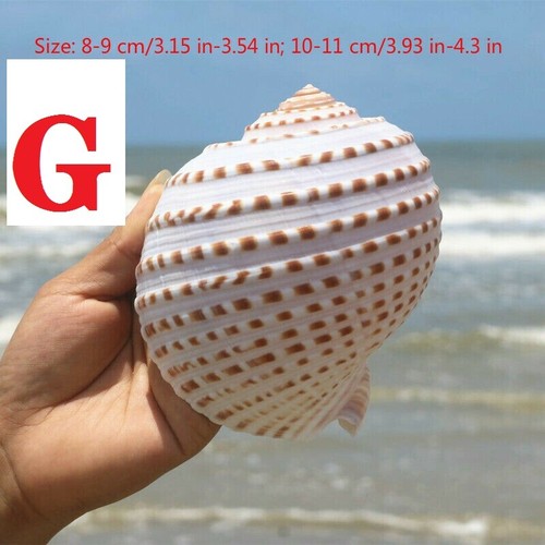 Natürliche Fasciolaria Trapezium gross Top-Qualität echte Muschel Meeresschnecke - Bild 8 von 58
