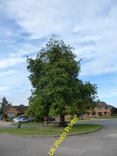 Photo 6x4 Seat around a tree in Cropredy  c2016