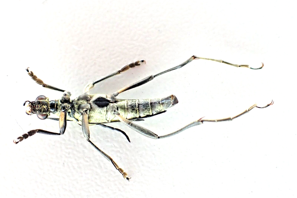 j23457. Insects, Cerambycidae sp. Vietnam, Lai Chau | eBay